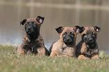 MALINOIS 1023